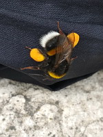 Bourdon, Bombus lucorum-complex (ph. Mrugala F., Lyon, 2020-06)(7)